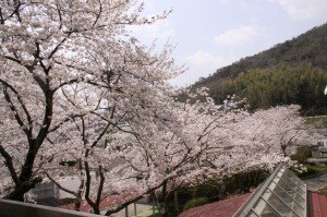 IMG_1907