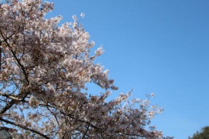 IMG_7960